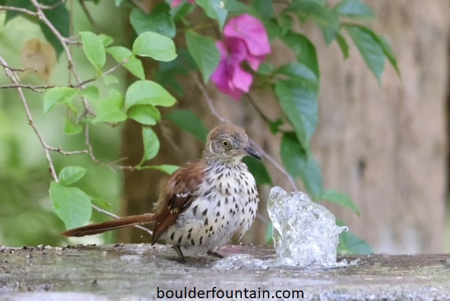 Birdbath Fountain