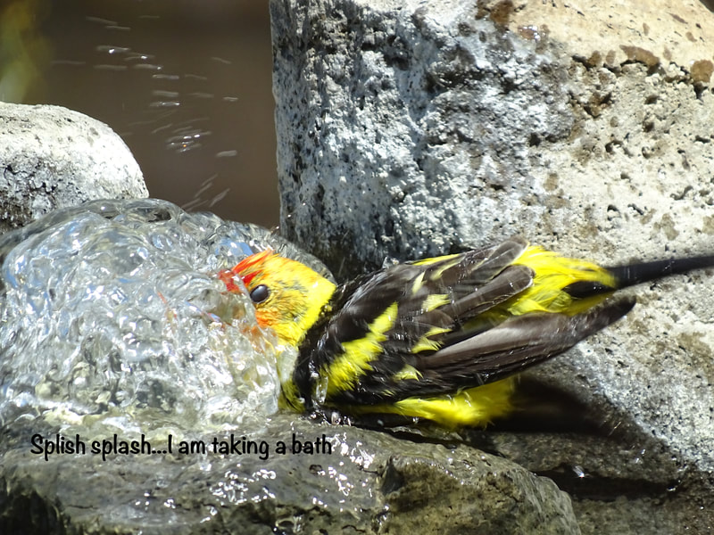 Basalt Birdbirth Fountain